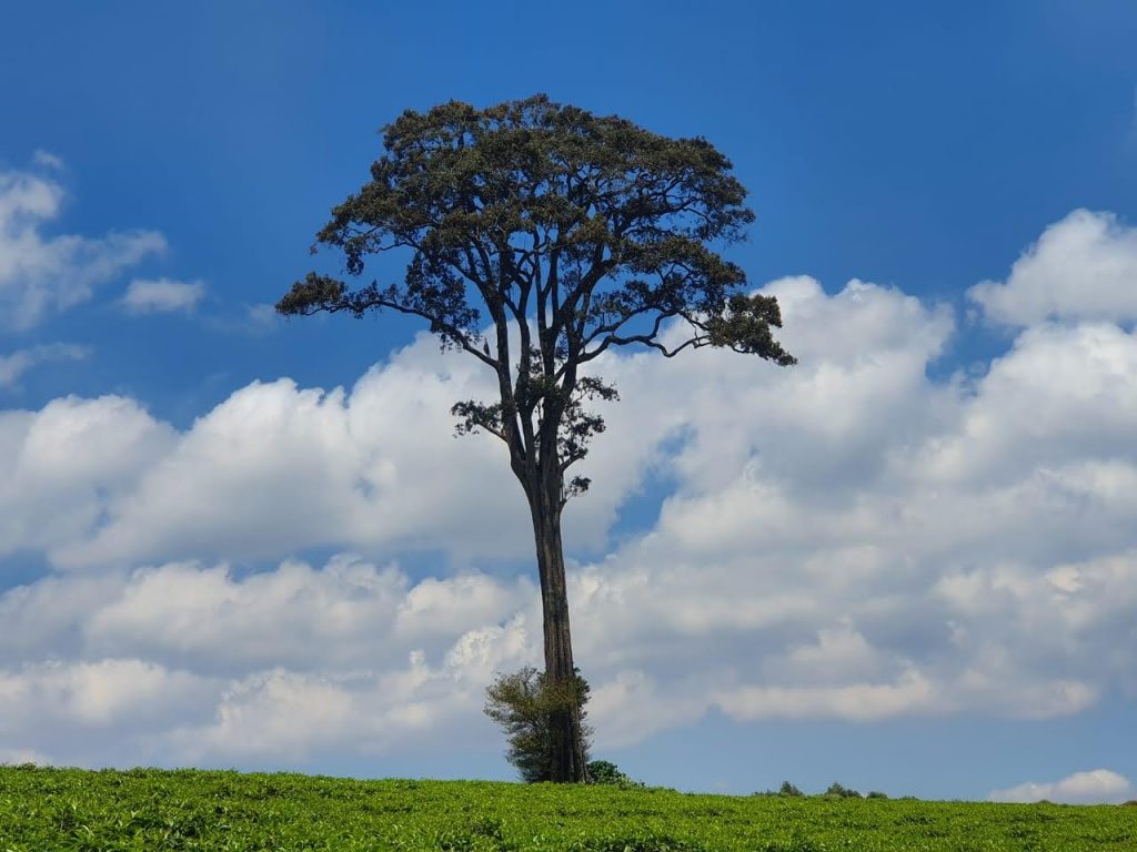 A tree called Muna in the local Kikuyu language